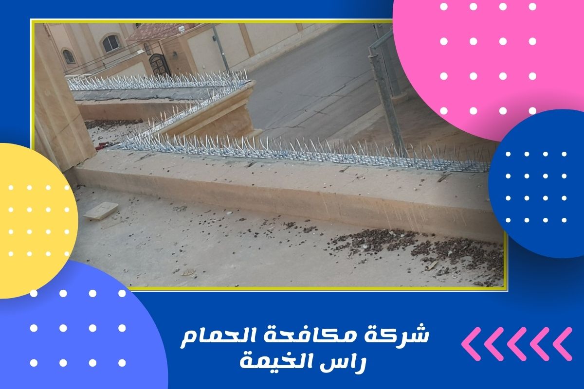 شركة مكافحة الحمام راس الخيمة 