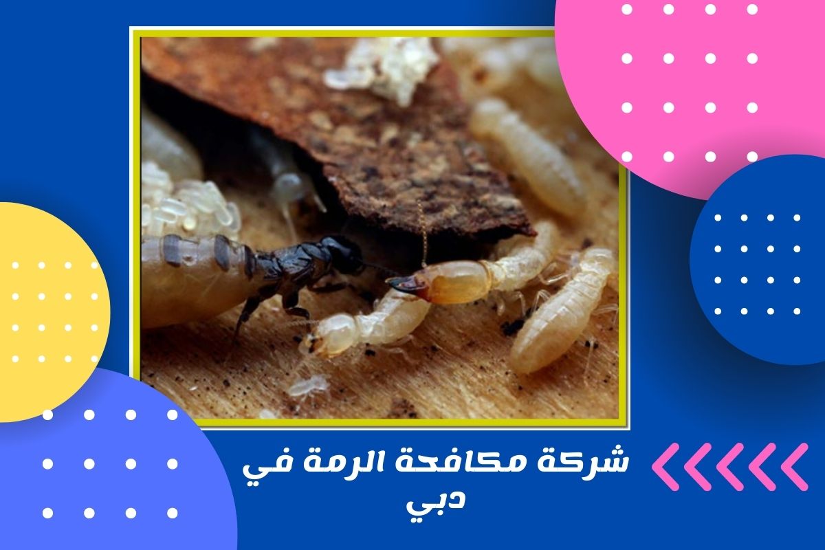 شركة مكافحة الرمة في دبي