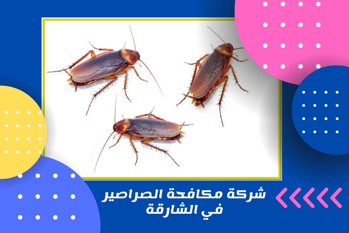 شركة مكافحة الصراصير في الشارقة