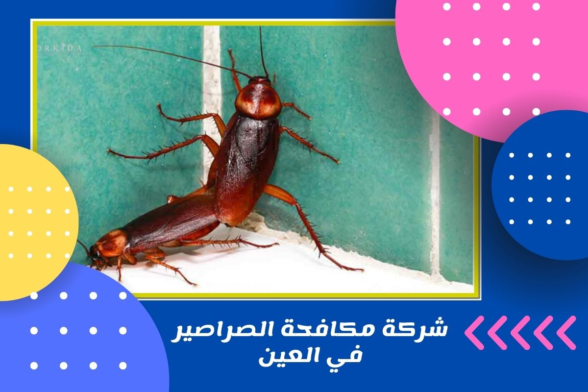 شركة مكافحة الصراصير في العين