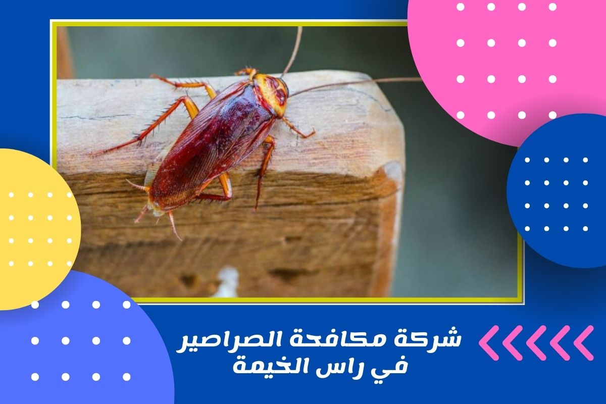 شركة مكافحة الصراصير في راس الخيمة