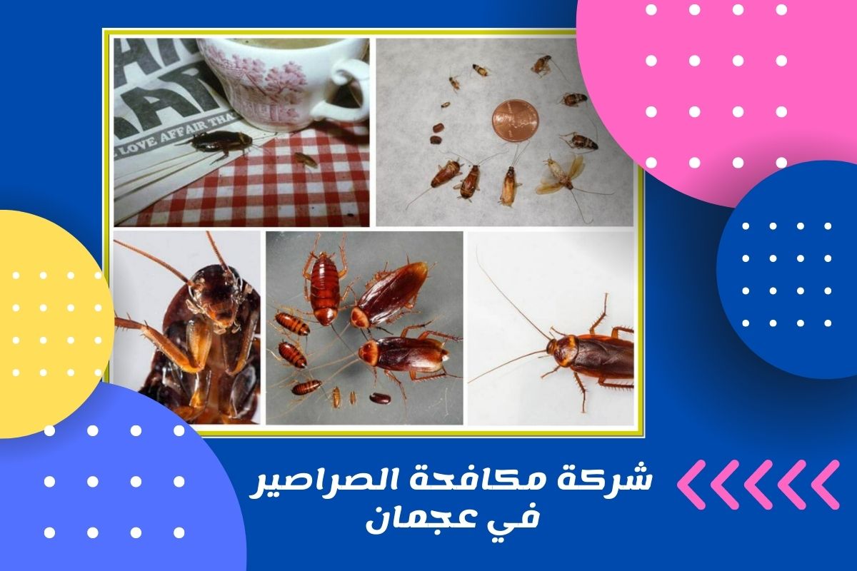 شركة مكافحة الصراصير في عجمان