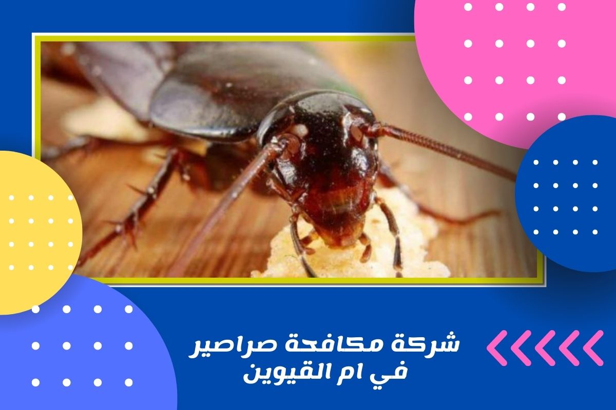 شركة مكافحة صراصير في ام القيوين