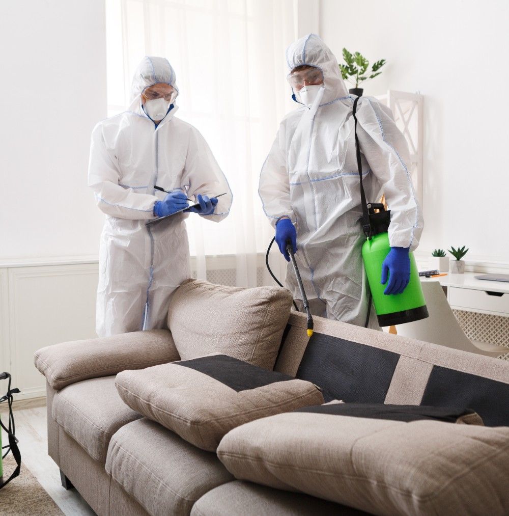 الاماراتي شركة مكافحة حشرات في عجمان رش حشرات عجمان