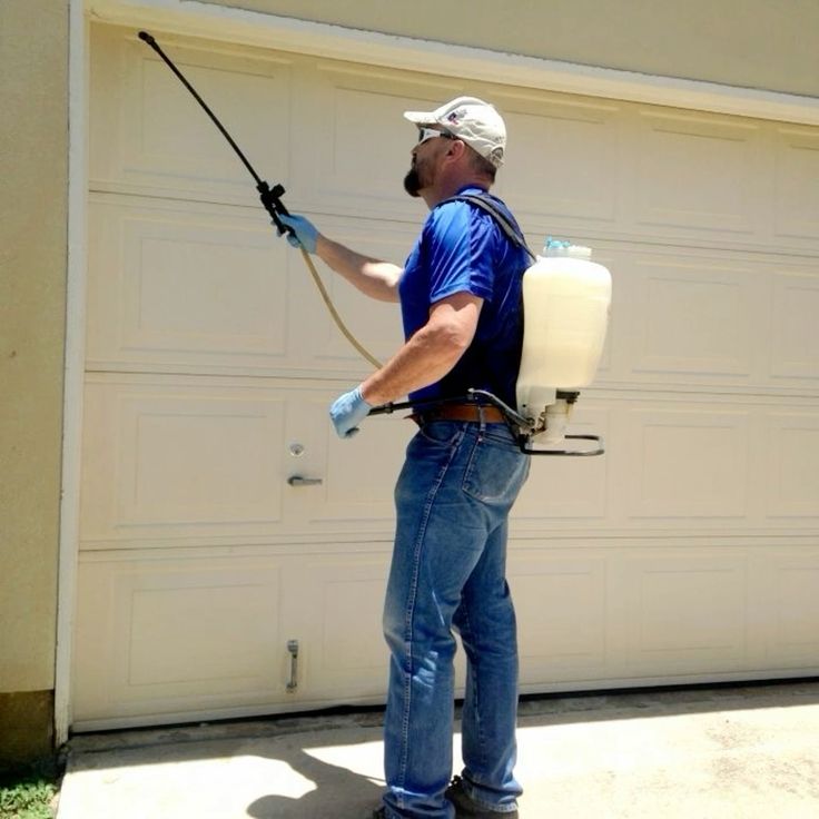 الاماراتي شركة مكافحة حشرات في عجمان شركة مكافحة صراصير في عجمان