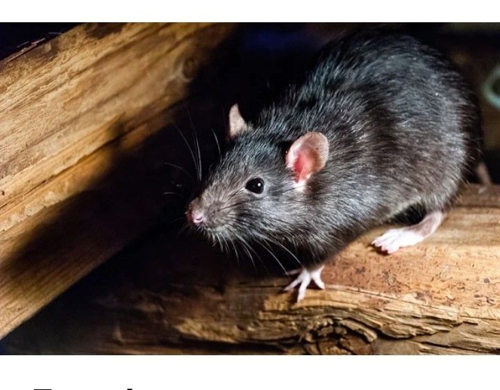 الاماراتي شركة مكافحة حشرات في عجمان شركه مكافحة فئران في عجمان