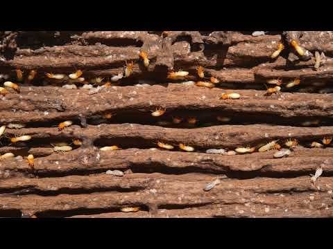 للايجار شركه الاماراتي شركة مكافحة الرمة في الشارقة مكافحة الرمة في الشارقة
