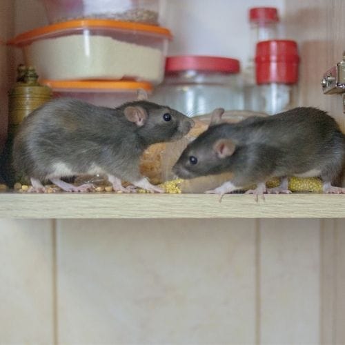 0543331609 شركه اللؤلؤ الذهبي شركة مكافحة الفئران بمصفح بابو ظبي rat control london archers pest control