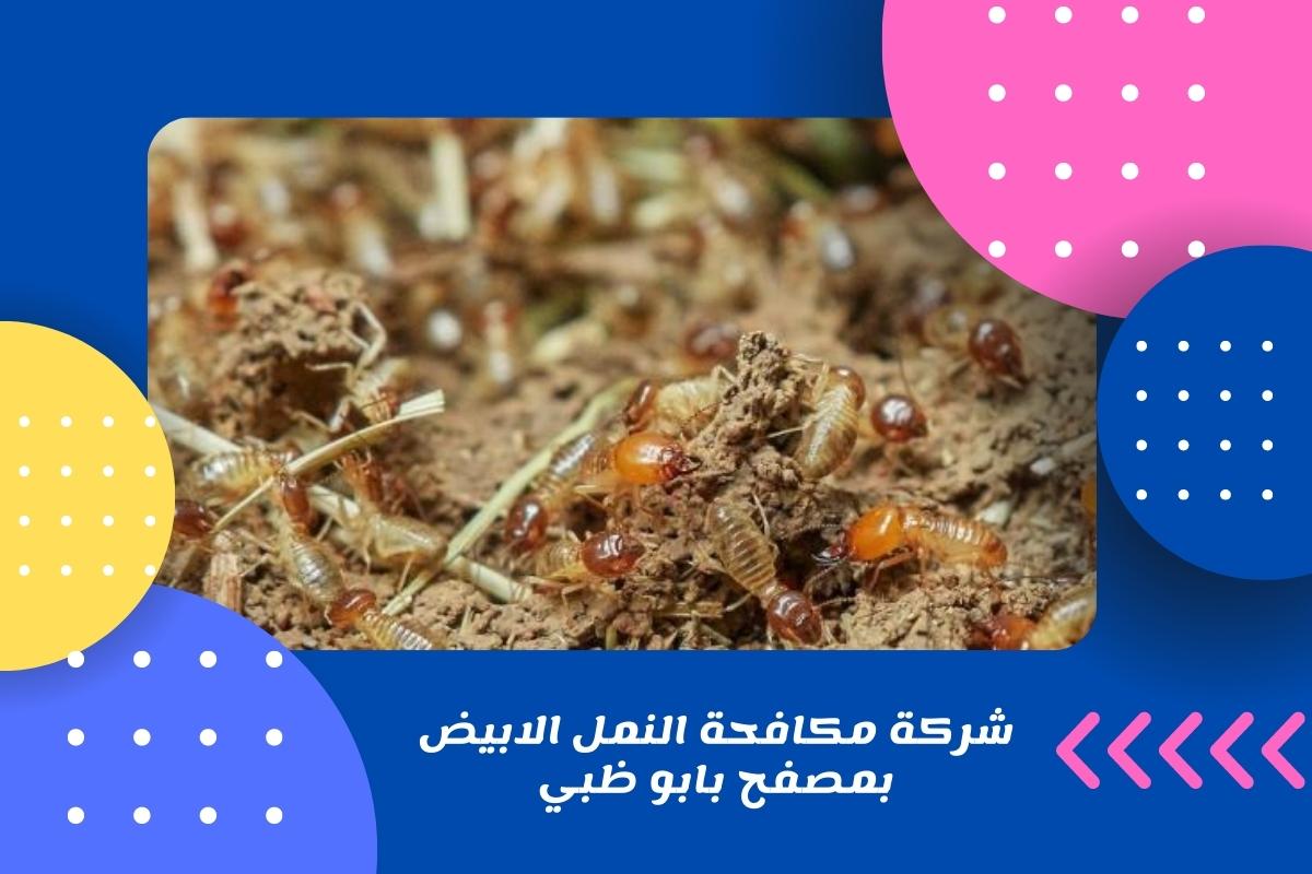 شركة مكافحة النمل الابيض بمصفح بابو ظبي