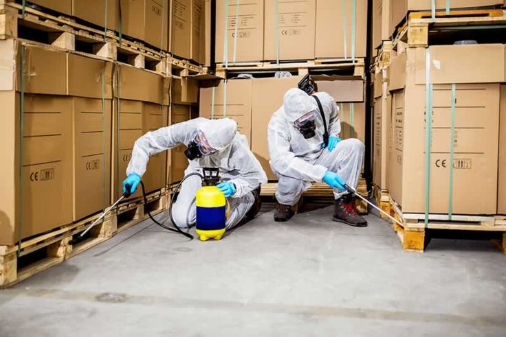 شركة مكافحة الصراصير في الشارقة