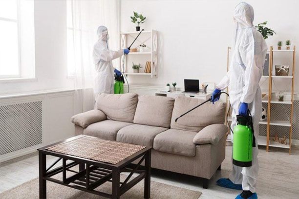 مكافحة صراصير المنزل في الشارقة