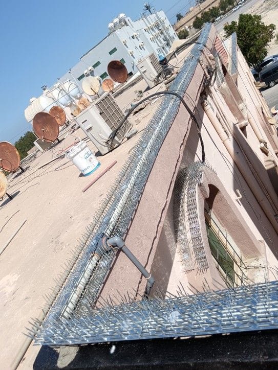 مكافحة الحمام في أبوظبي