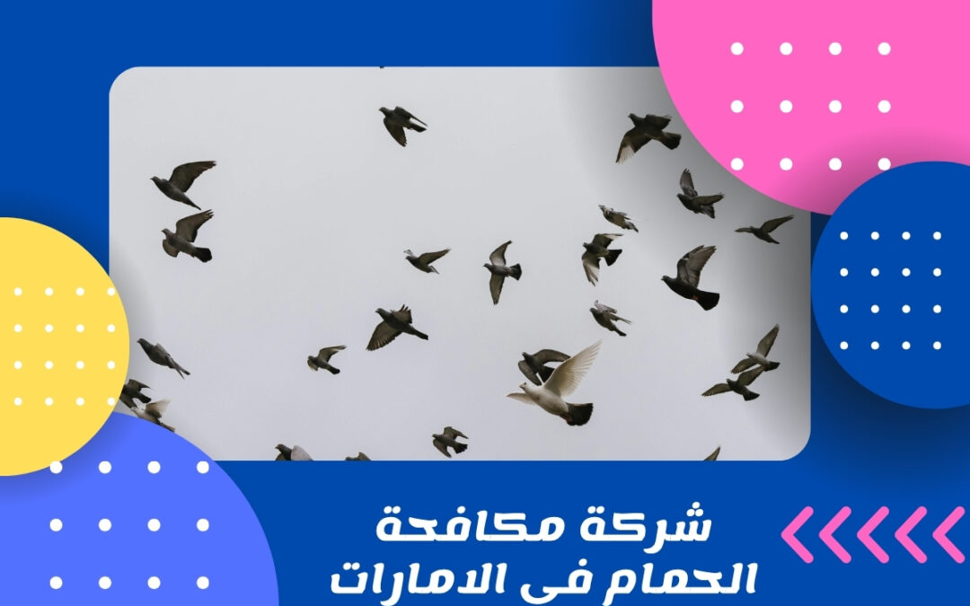 شركة مكافحة الحمام في الامارات
