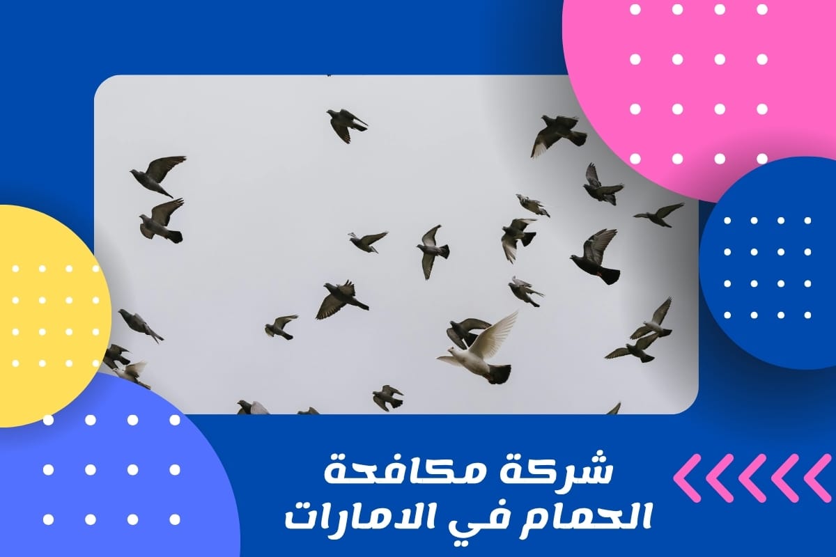 شركة مكافحة الحمام في الامارات