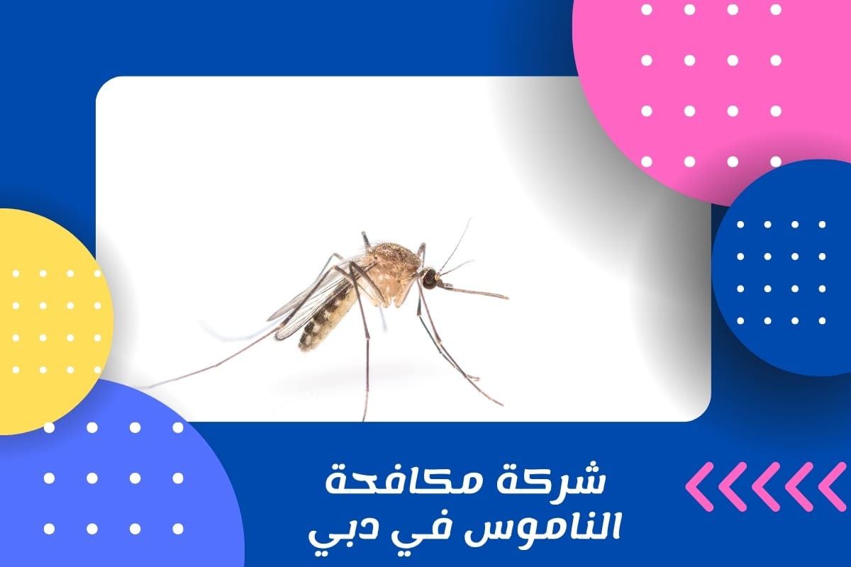 شركة مكافحة الناموس في دبي