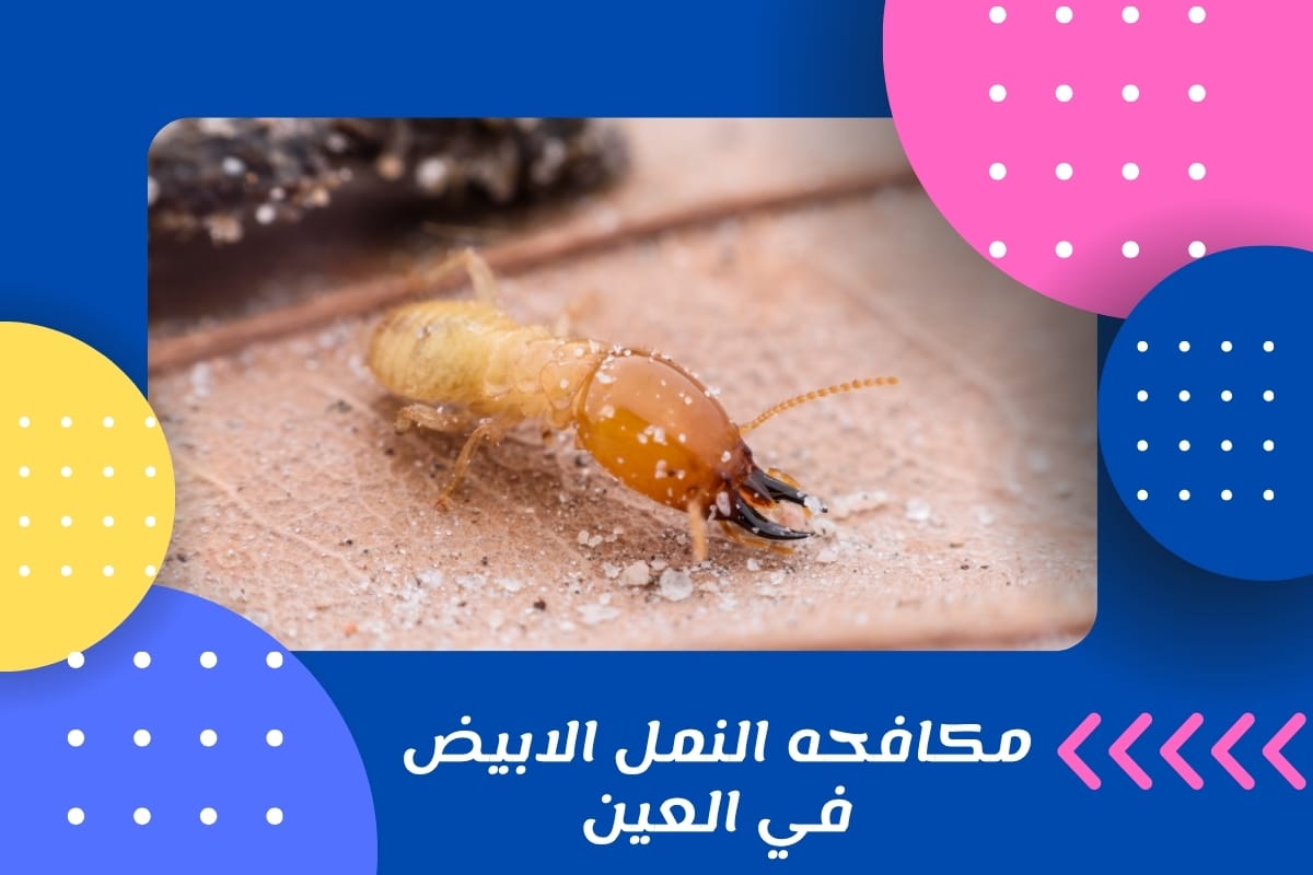 مكافحه النمل الابيض في العين