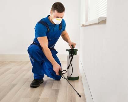 شركات رش مبيدات فى الجميرا