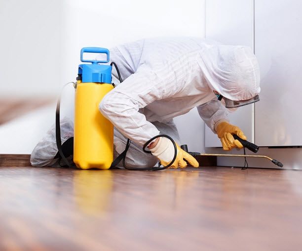 شركة رش الحشرات