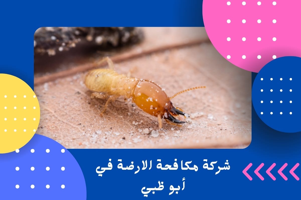 شركة مكافحة الارضة في أبو ظبي