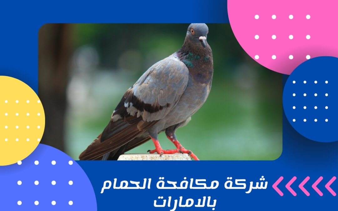 شركة مكافحة الحمام بالامارات