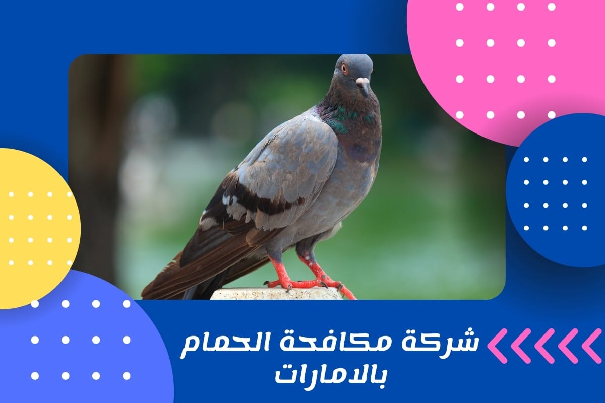 شركة مكافحة الحمام بالامارات