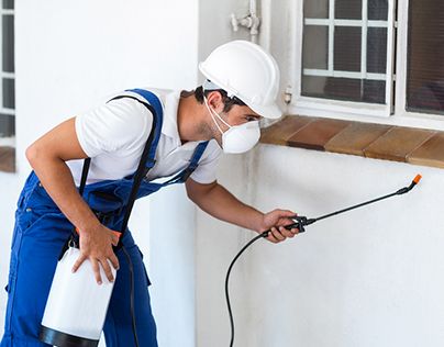 شركه رش حشرات