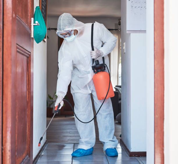 علاج الارضة في الجدار في أبو ظبي