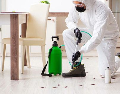 أفضل شركة لمكافحة الصراصير