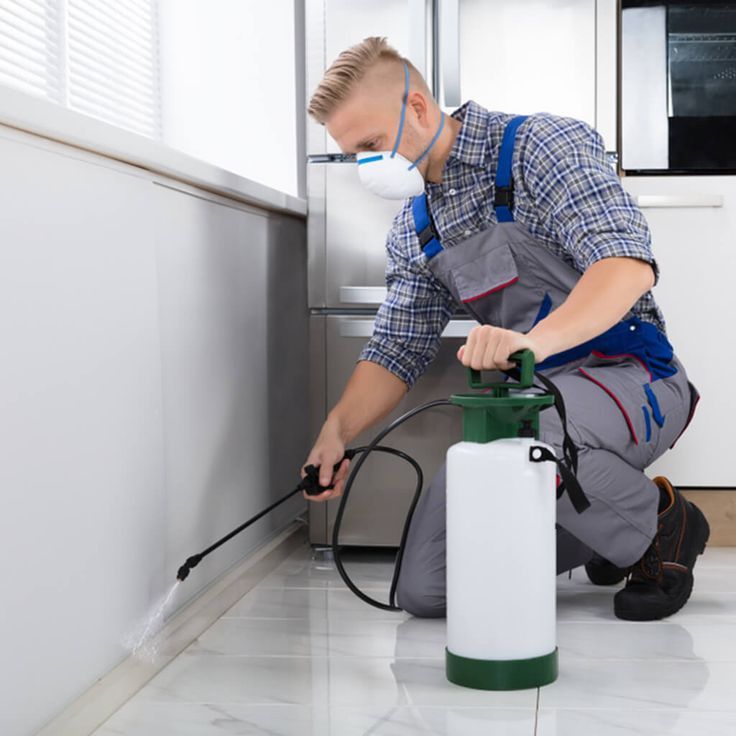 التخلص من البق في دبي