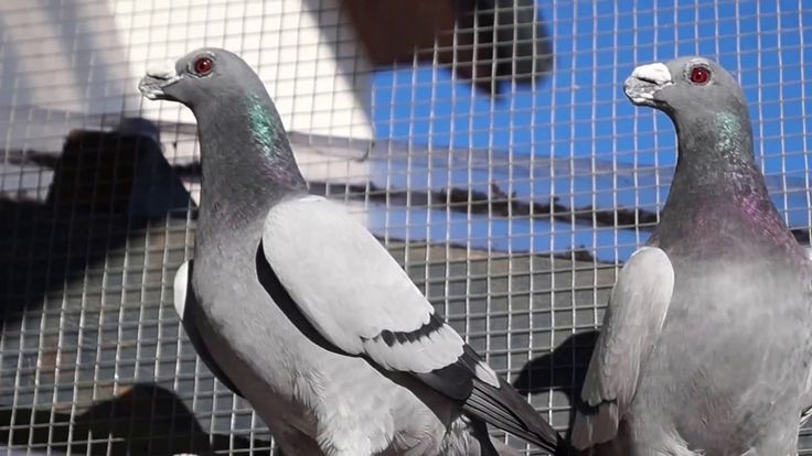 شبك لطرد الحمام