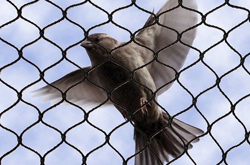 شبك لطرد الحمام