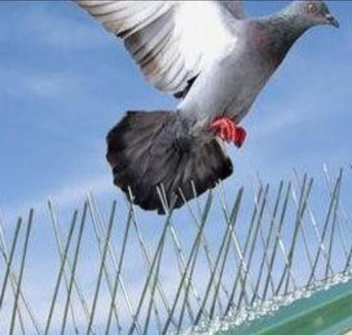 شبك مانع الحمام