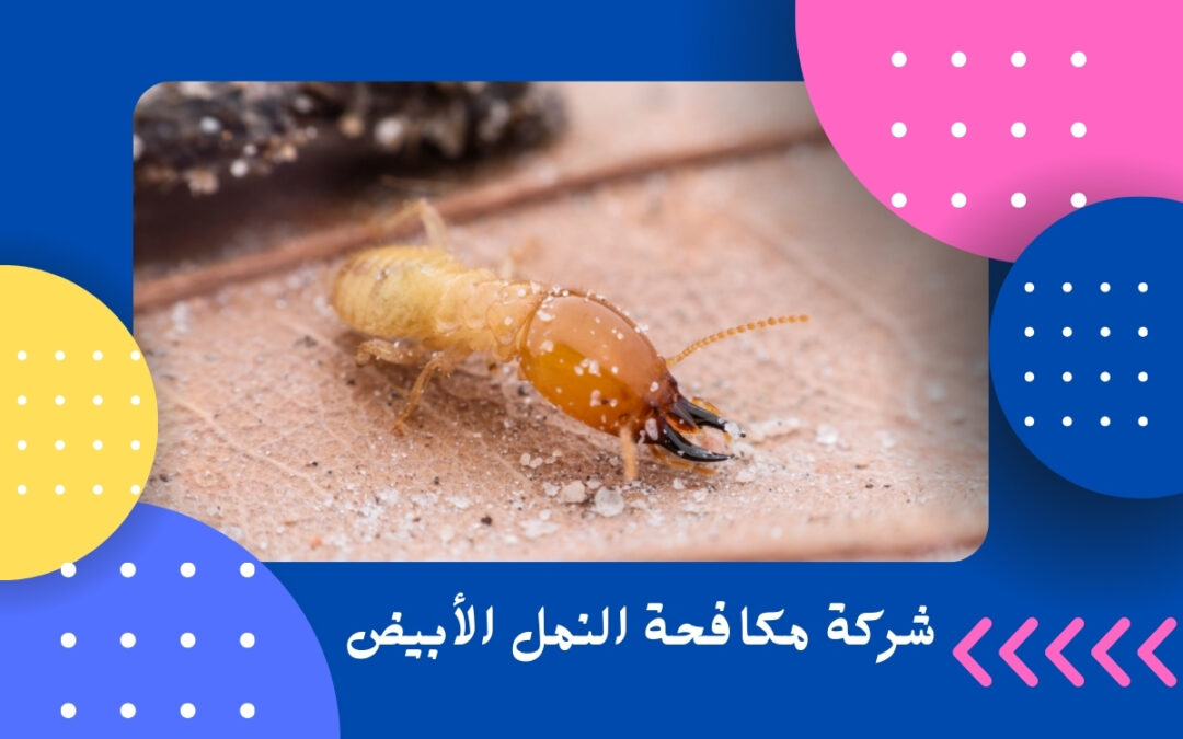 شركة مكافحة النمل الأبيض