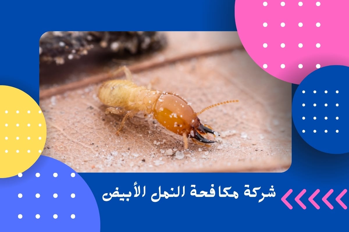 شركة مكافحة النمل الأبيض