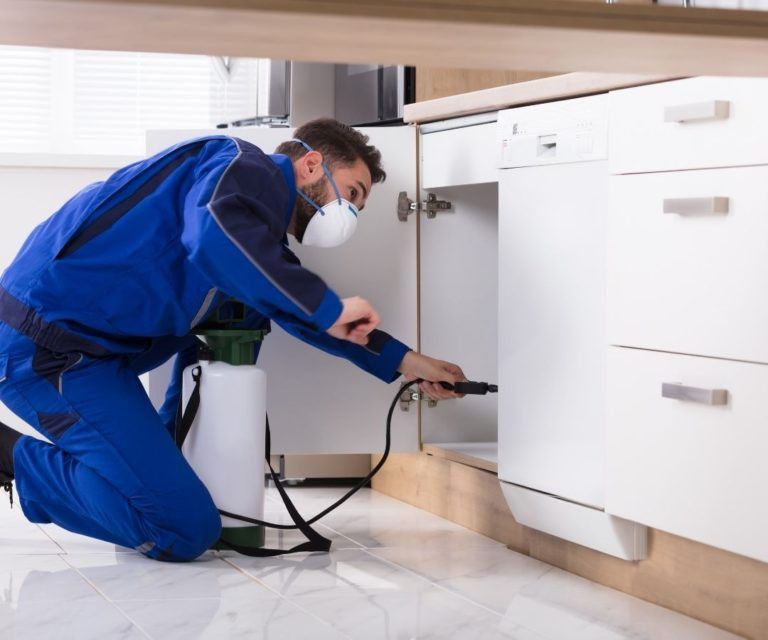 شركة مكافحه حشرات دبي