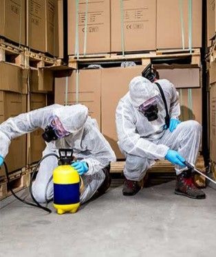 للتخلص من الصراصير في المنزل للأبد