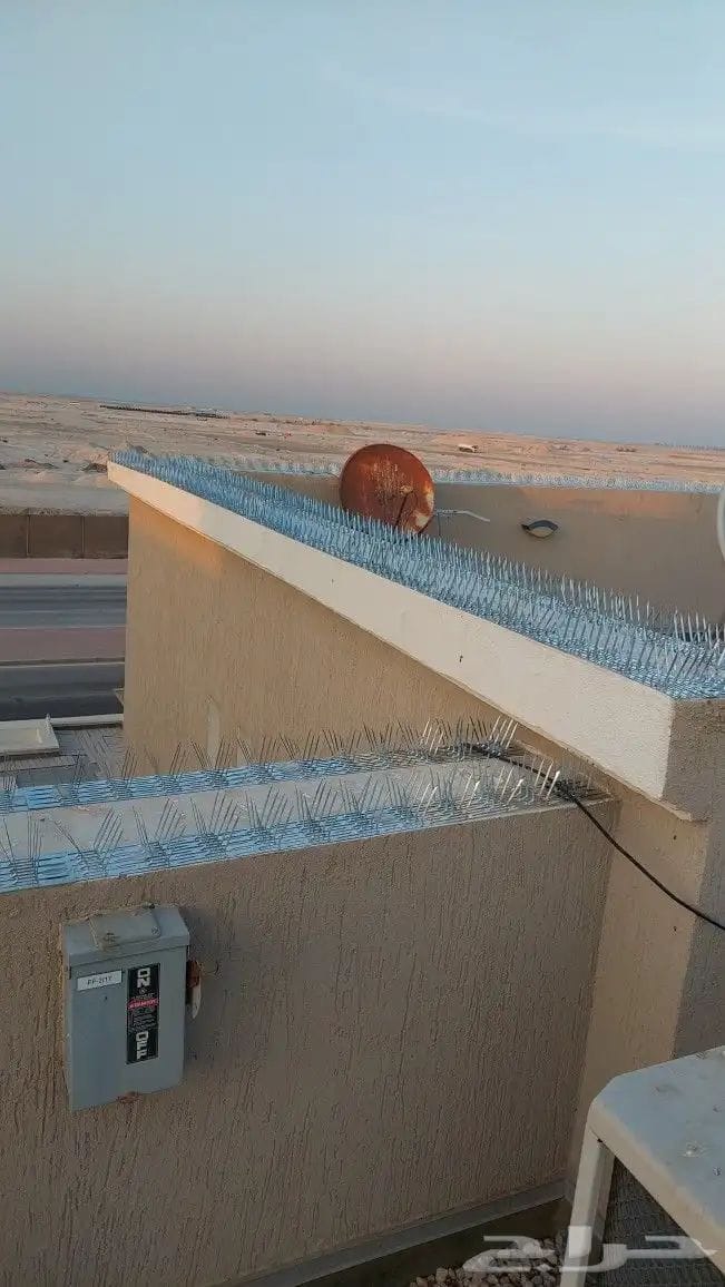 أفضل طرق مكافحة الحمام في أبوظبي